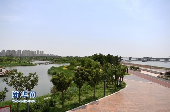 这是天津市滨海新区中新生态城南堤滨海步道公园一景(6月8日摄).
