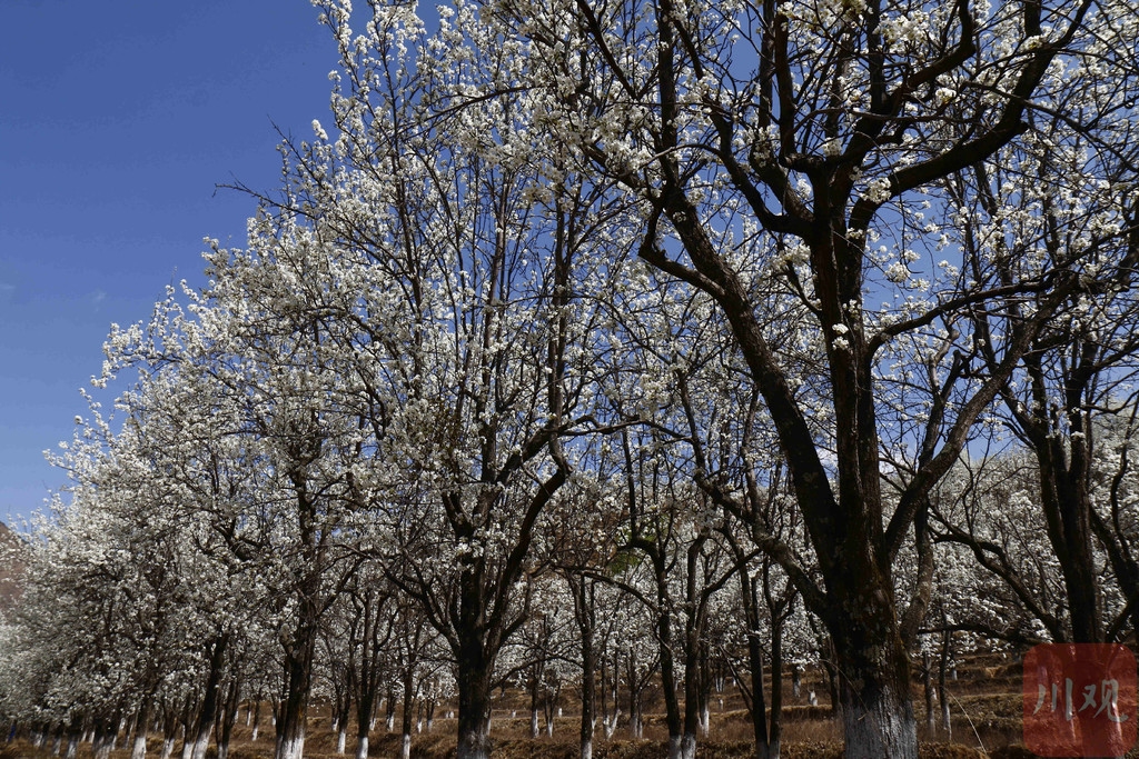 视频|金川百万梨树开花,全国游客蜂拥而至