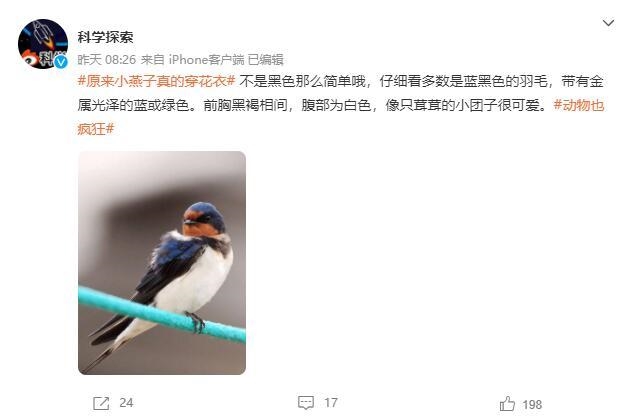 科普多一点丨小燕子到底是"穿花衣"还是"黑白套装"?