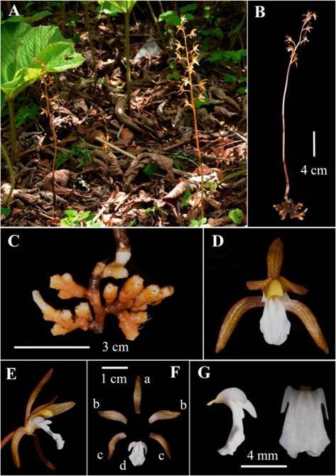 四川发现兰科植物一个新物种和六个新记录种 四川在线