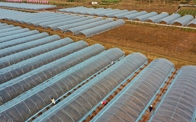 宜宾南溪因地制宜发展特色蔬菜产业促增收