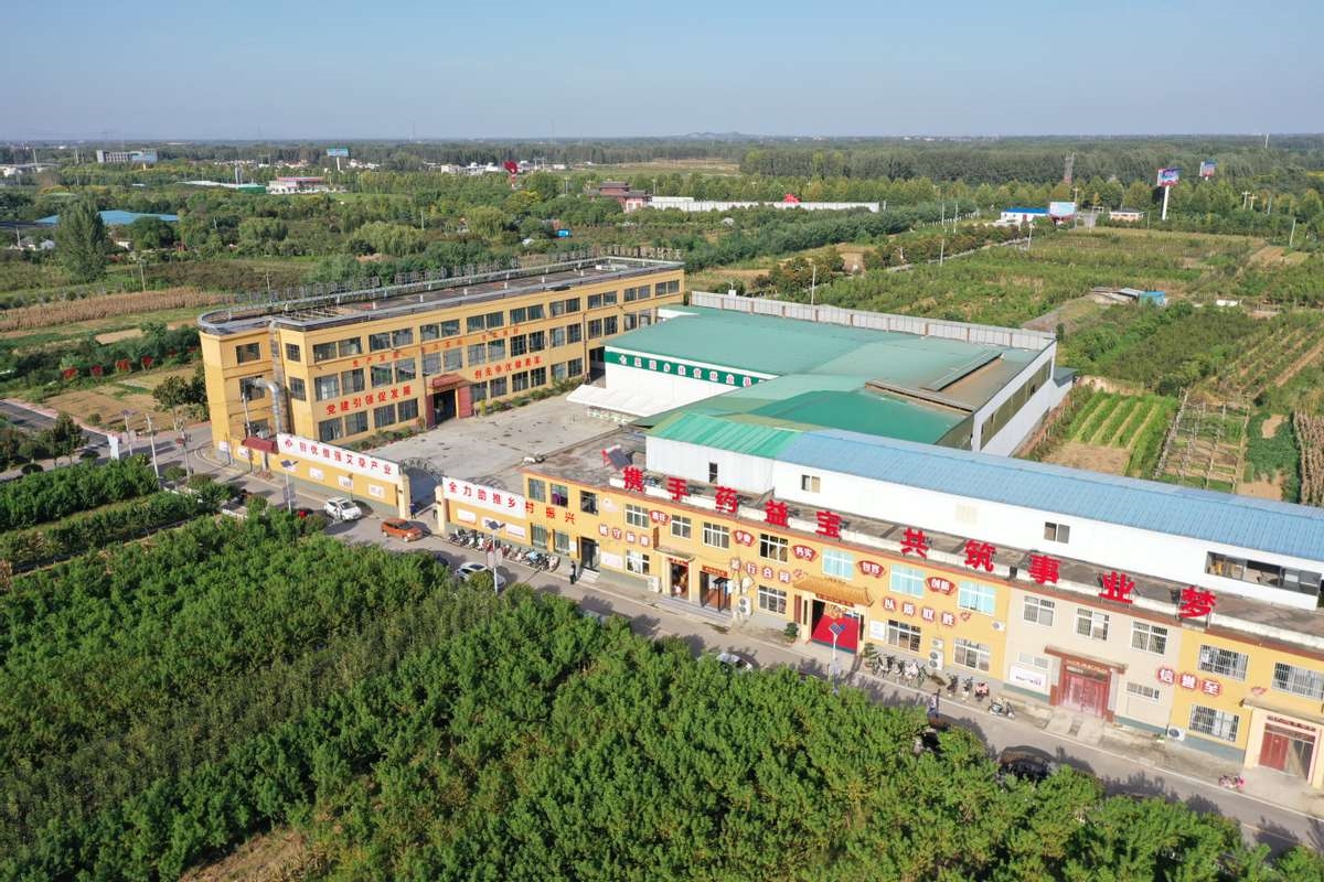 端午节家家户户门外挂的小艾草变成大产业 产品从河南远销欧美