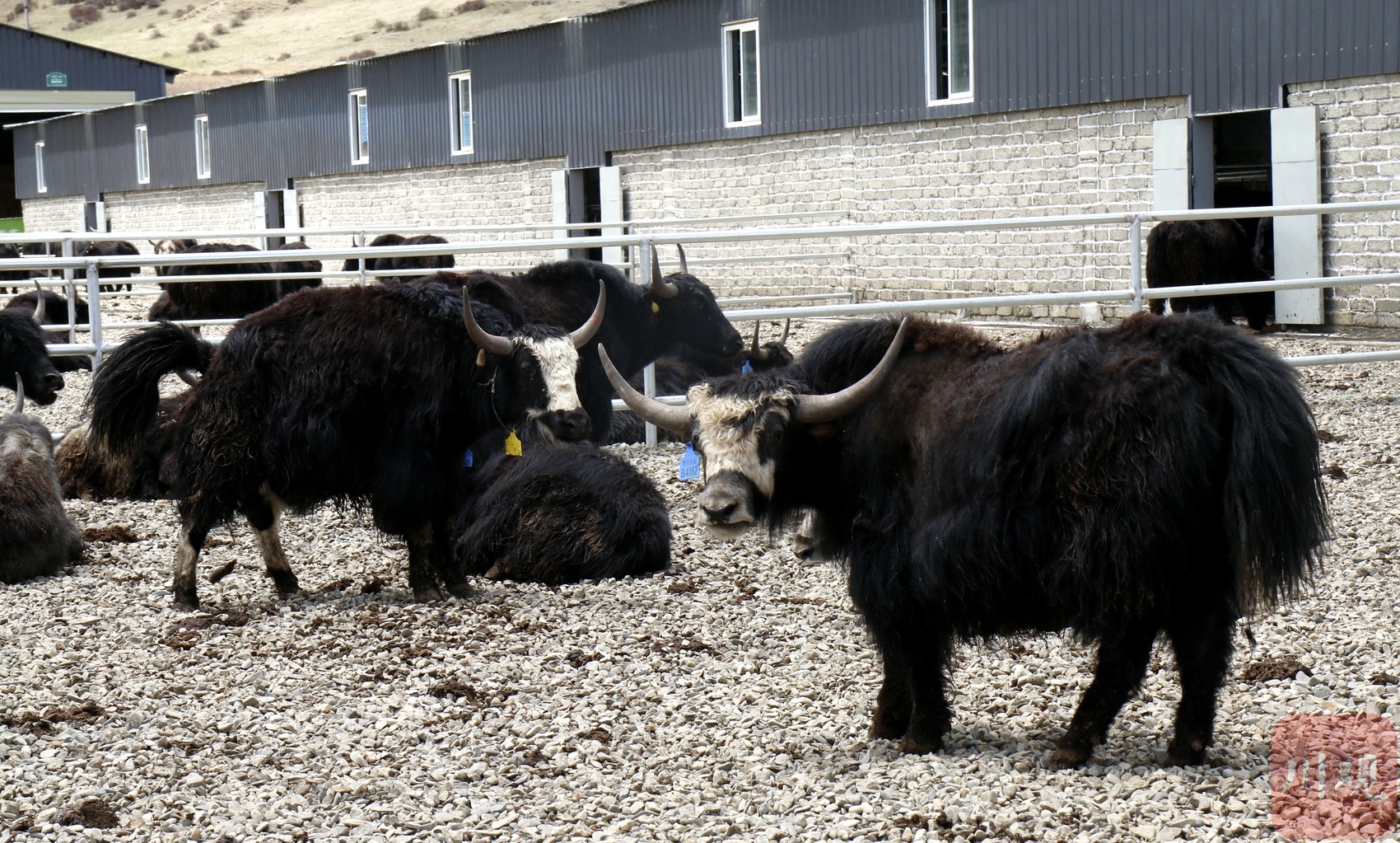 牦牛被称作高原之舟，主要分布在喜马拉雅山脉和青藏高原 - 知乎