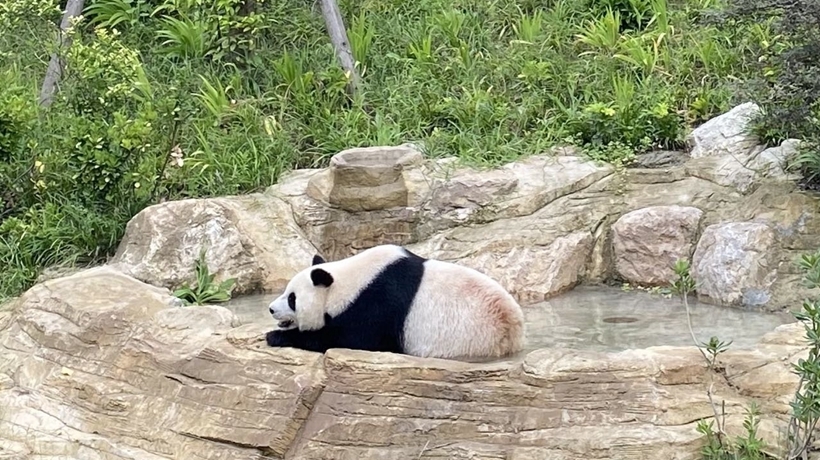 成都大熊猫基地4日起恢复对外开放