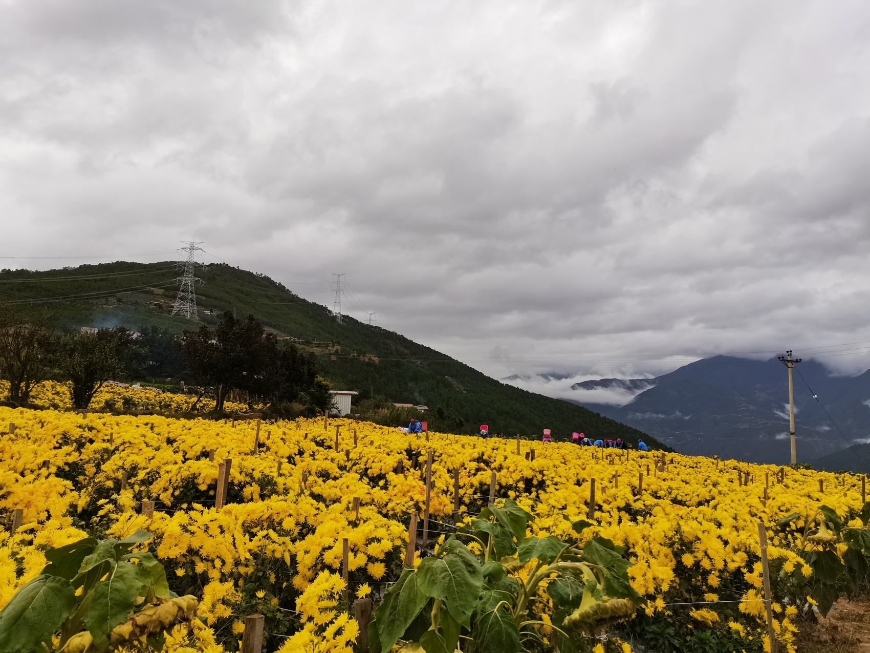 振兴路上接续奋斗 帮扶干部情满大凉山