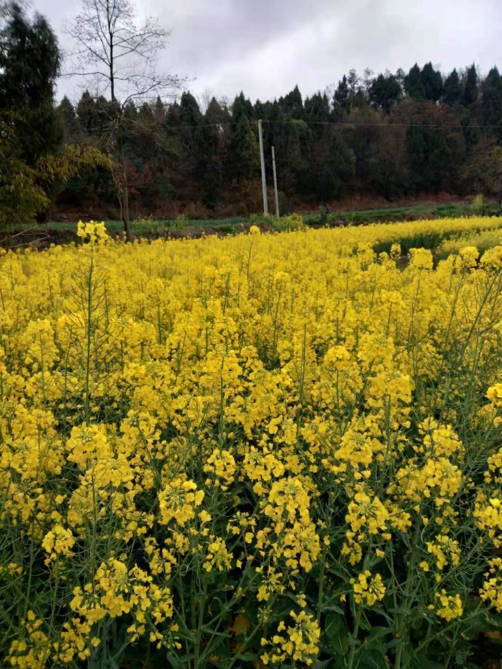 广州增城朱村油菜花图片