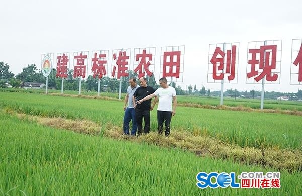 高标准农田建设赋予绵竹乡村振兴新动能