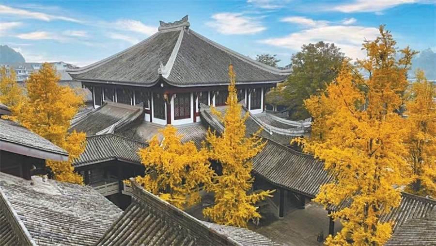 Don't miss the strategy of enjoying ginkgo in Leshan city