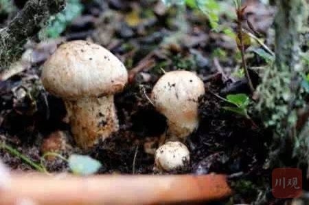 雅江松茸产业将实现数字化 每朵松茸都有“健康码”
