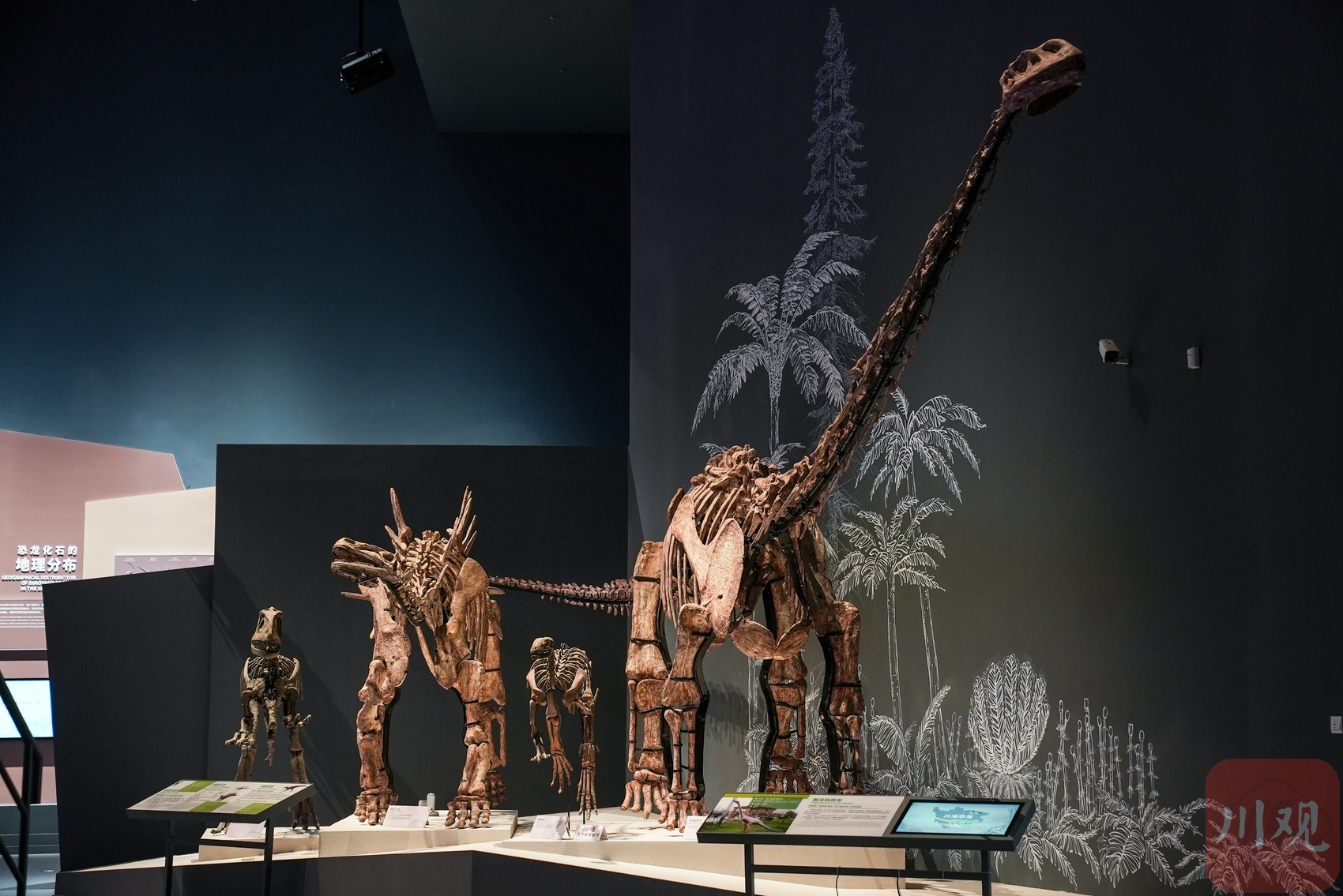 保定自然博物馆·探龙记 | “恐龙”的明星代表——霸王龙_化石_猎物_视觉
