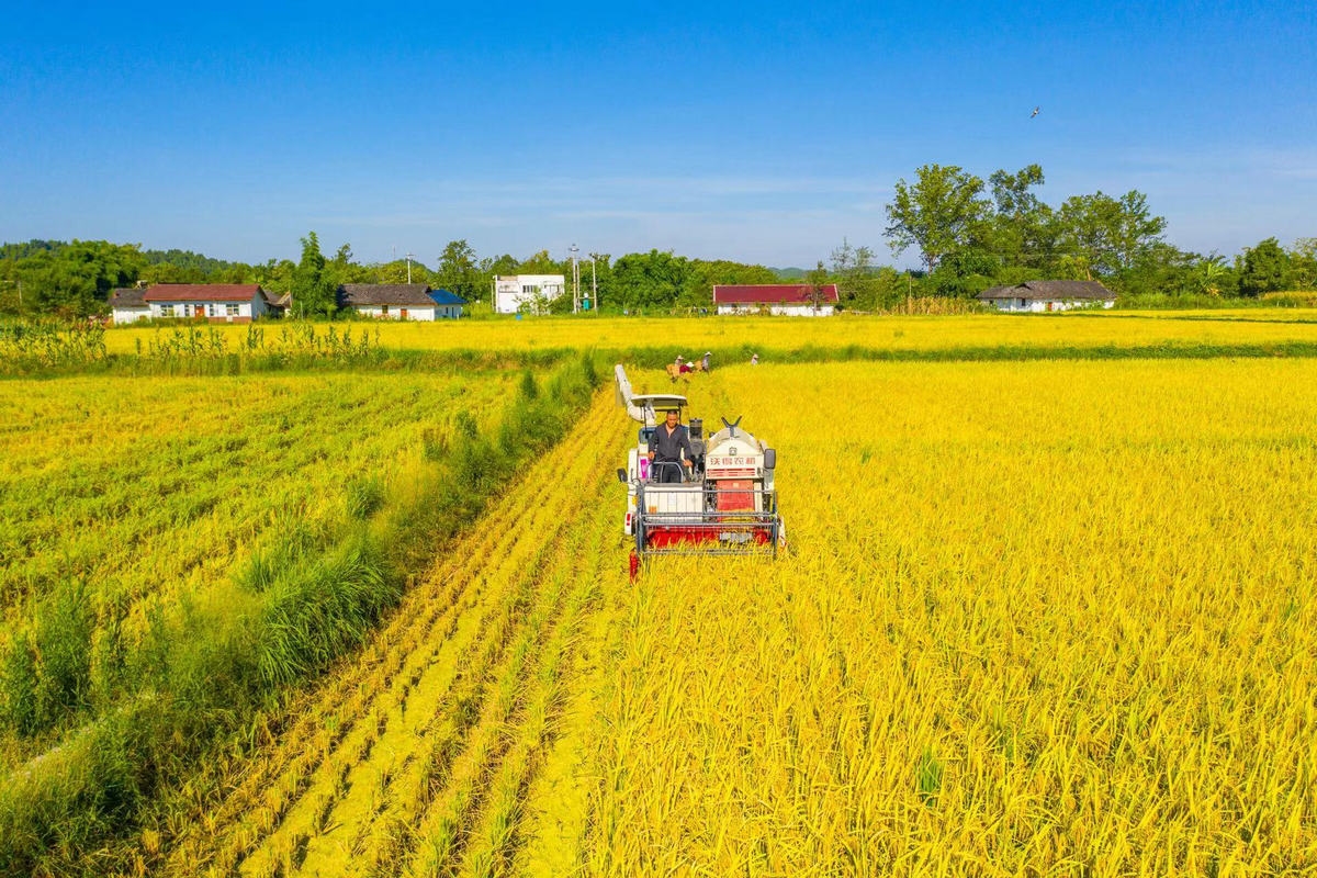 遂宁市安居区：万亩水稻迎丰收 机械化收割率超90%