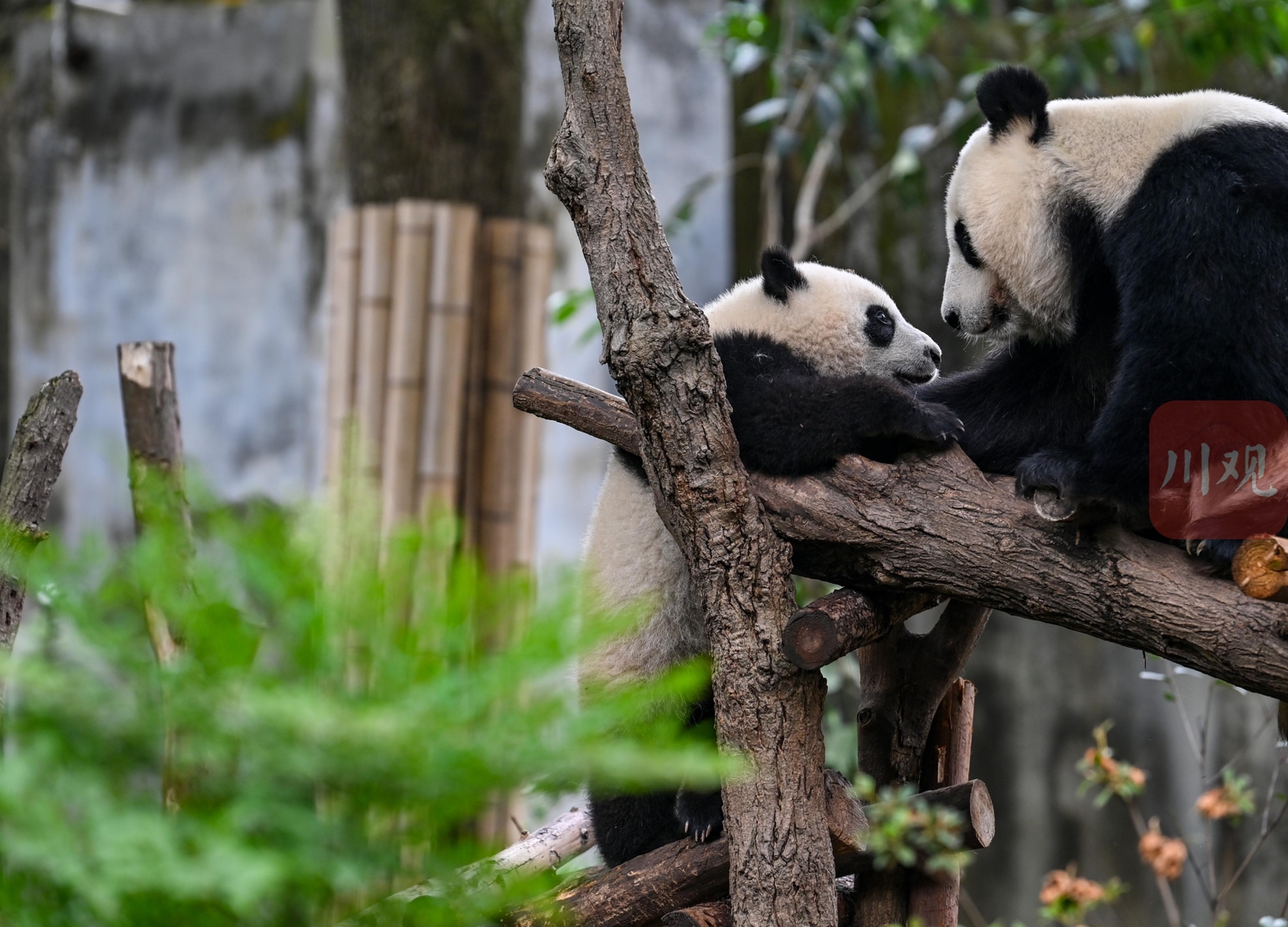 在成都生活四年了 第一次到熊猫基地 萌翻了|摄影|动物|zl石磊 - 原创作品 - 站酷 (ZCOOL)