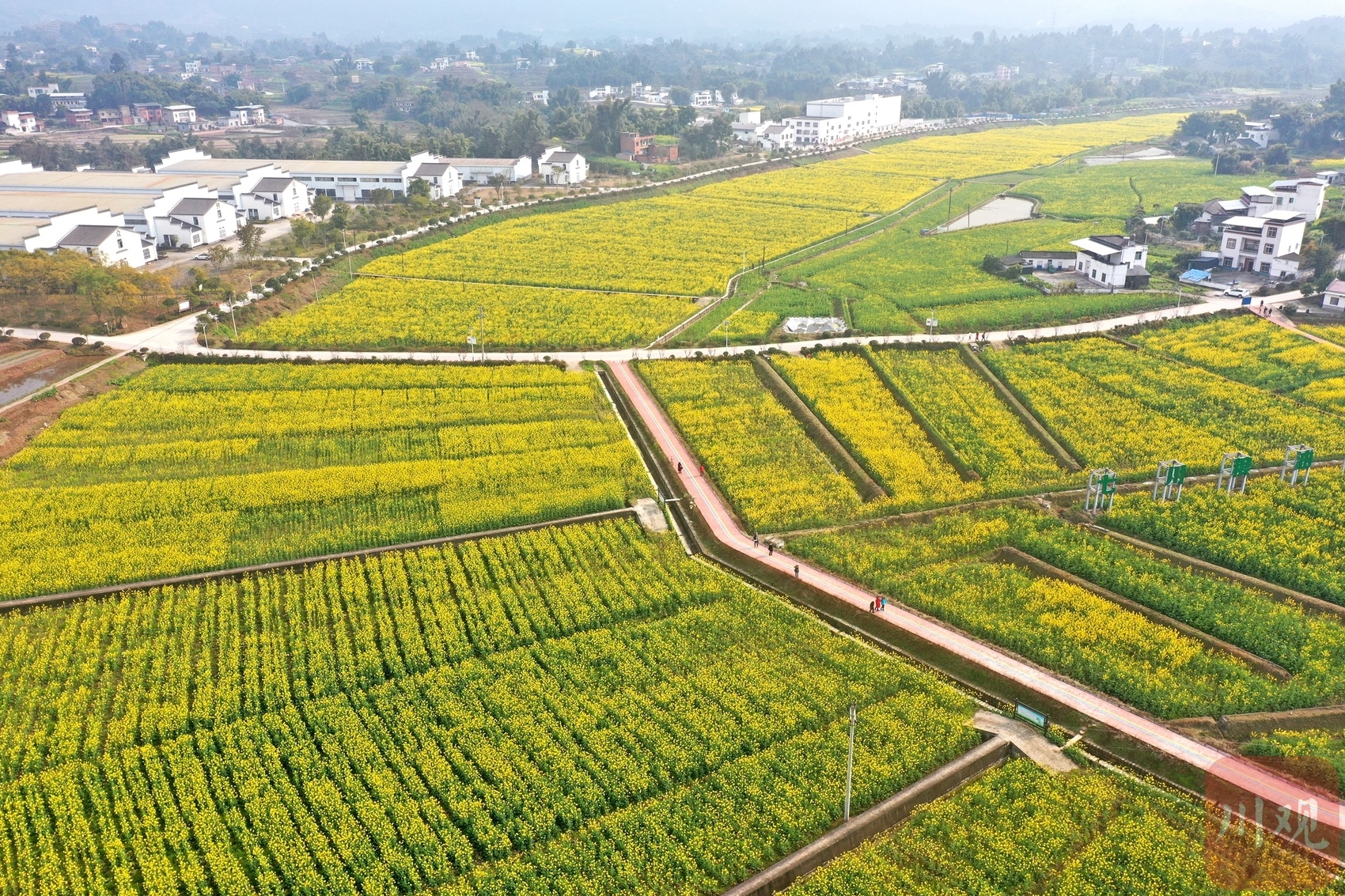 组图丨泸州:当油菜花遇上飞机,动车,船舶会怎样?