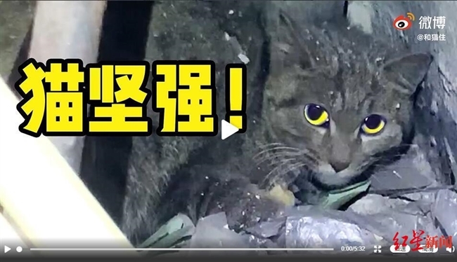 猫坚强 被困通风井3个月 这只流浪猫成功获救 四川在线