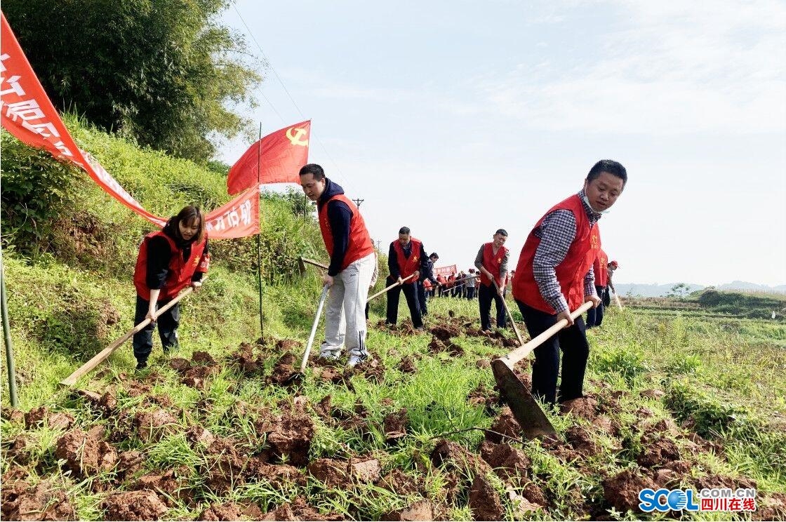 泸州江阳区:40余名党员助农抢春耕 种植高粱15亩