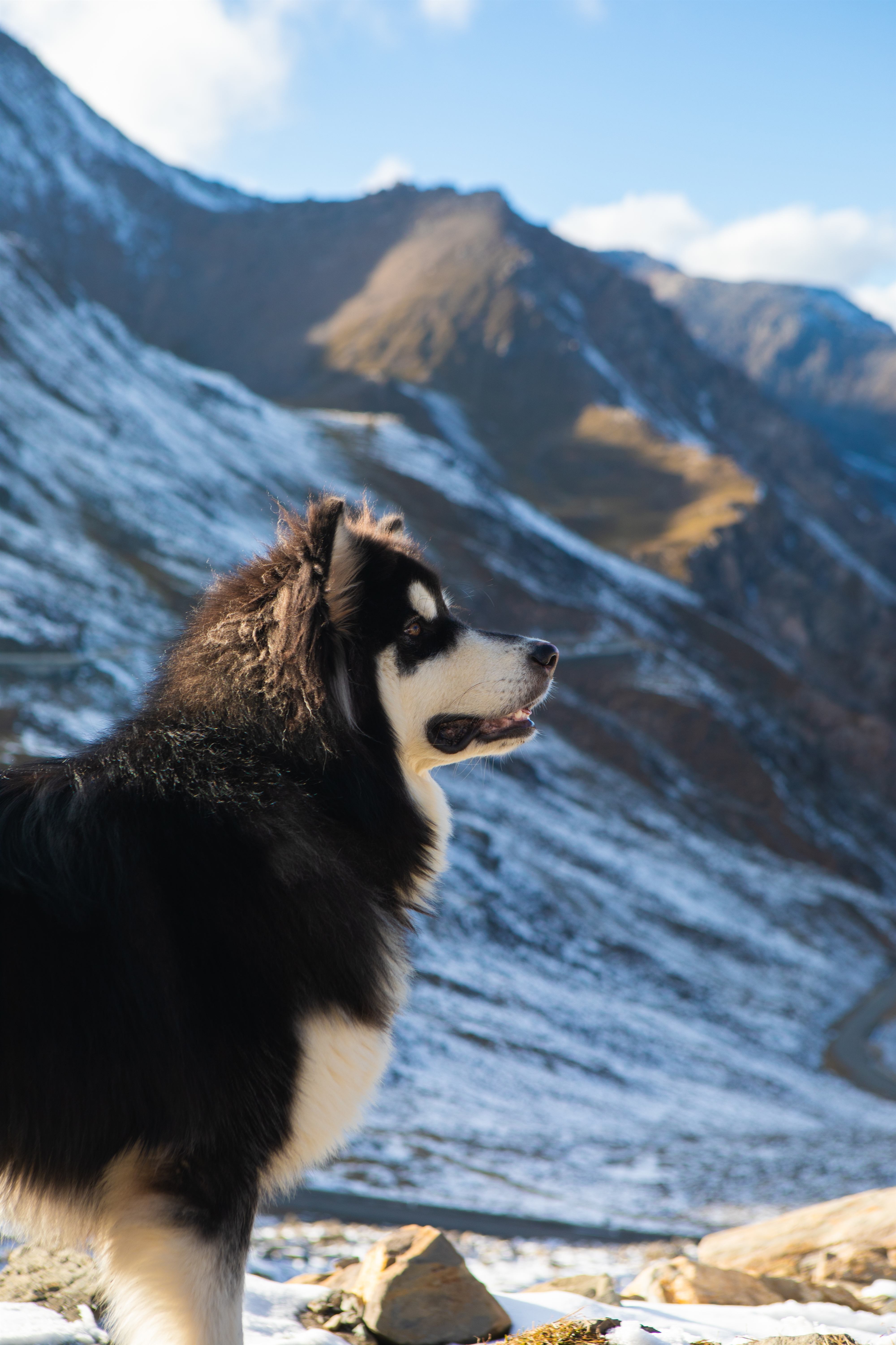 阿拉斯加犬洗澡后烘干中暑死亡 宠物店自证清白 让员工38 烘干箱内亲测两个半小时 四川在线
