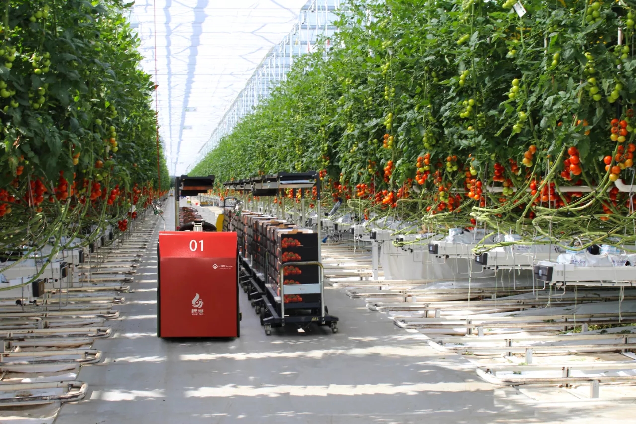 【价格行情】解密2015番茄价格一落千丈的主要原因 - 中国蔬菜 - 新农资360网|土壤改良|果树种植|蔬菜种植|种植示范田|品牌展播|农资微专栏