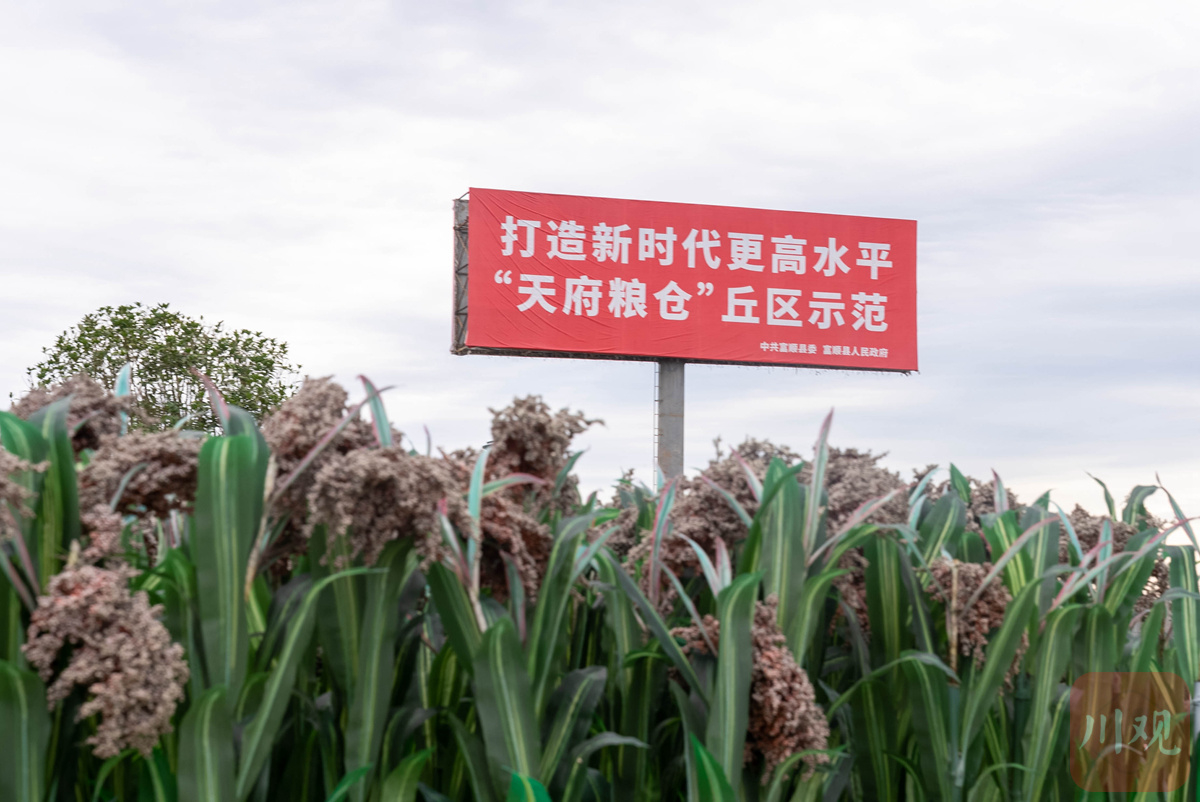 云开·全站APPkaiyun-高质量发展调研行丨看富顺水稻高粱地里的“科技”与“狠活”(图5)