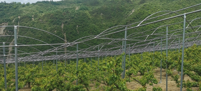 汶川李子树要进避雨棚?别慌,其实是增效操作