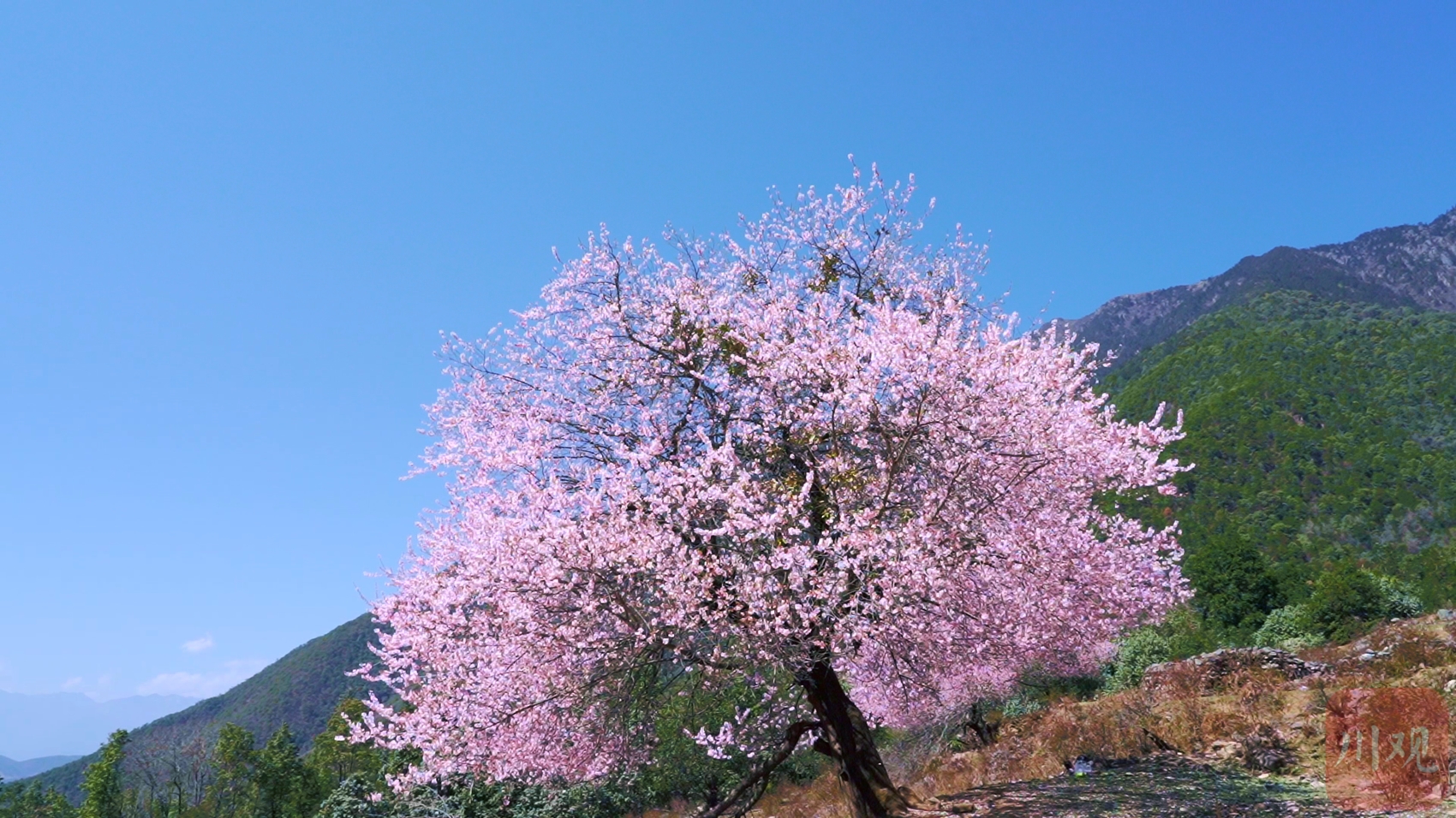 桃树花前能浇水吗