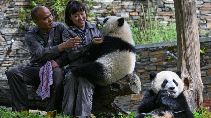 香港援建的中华大熊猫苑喜事连连 6年时间已成功繁育124只大熊猫