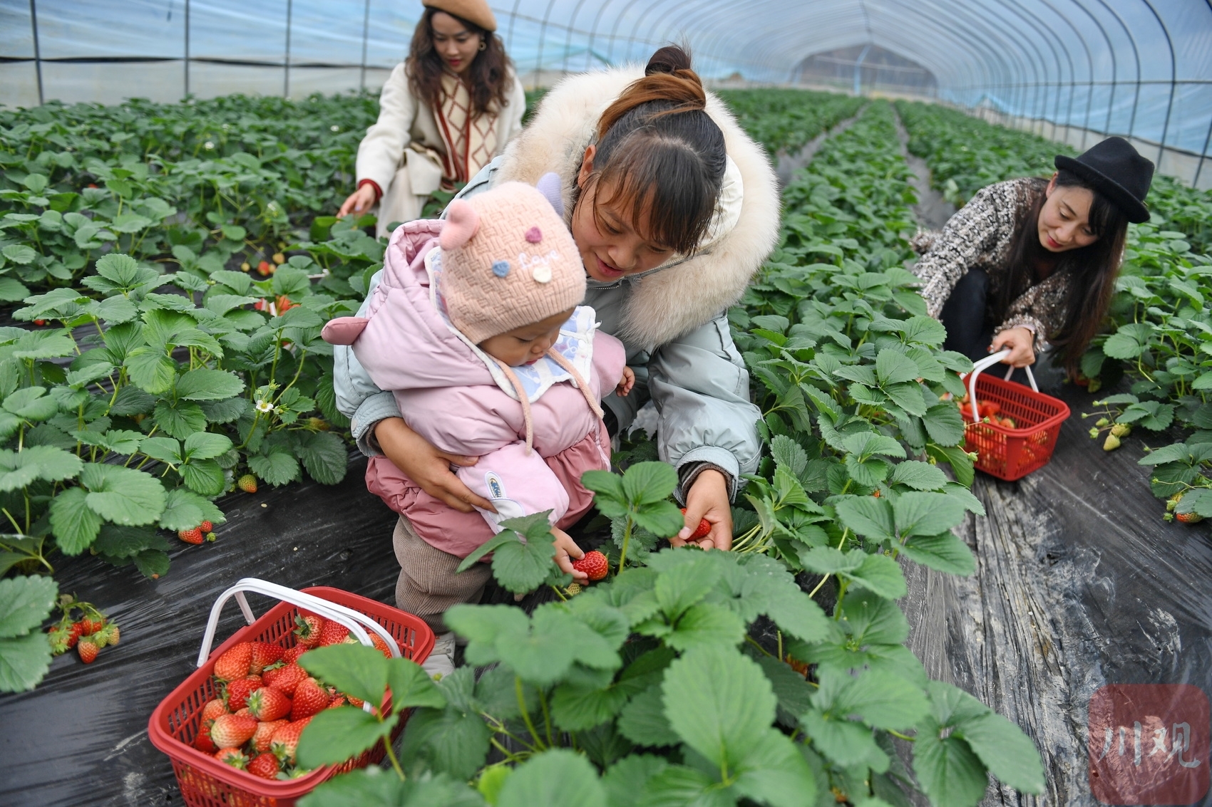 实拍“空中”种植园，无土栽培草莓长啥样-青报网-青岛日报官网