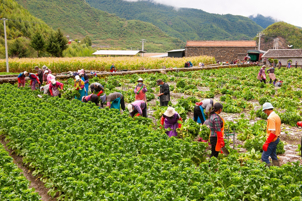 安徽亳州：大棚莴苣喜迎丰收 农民抓紧采收供应市场