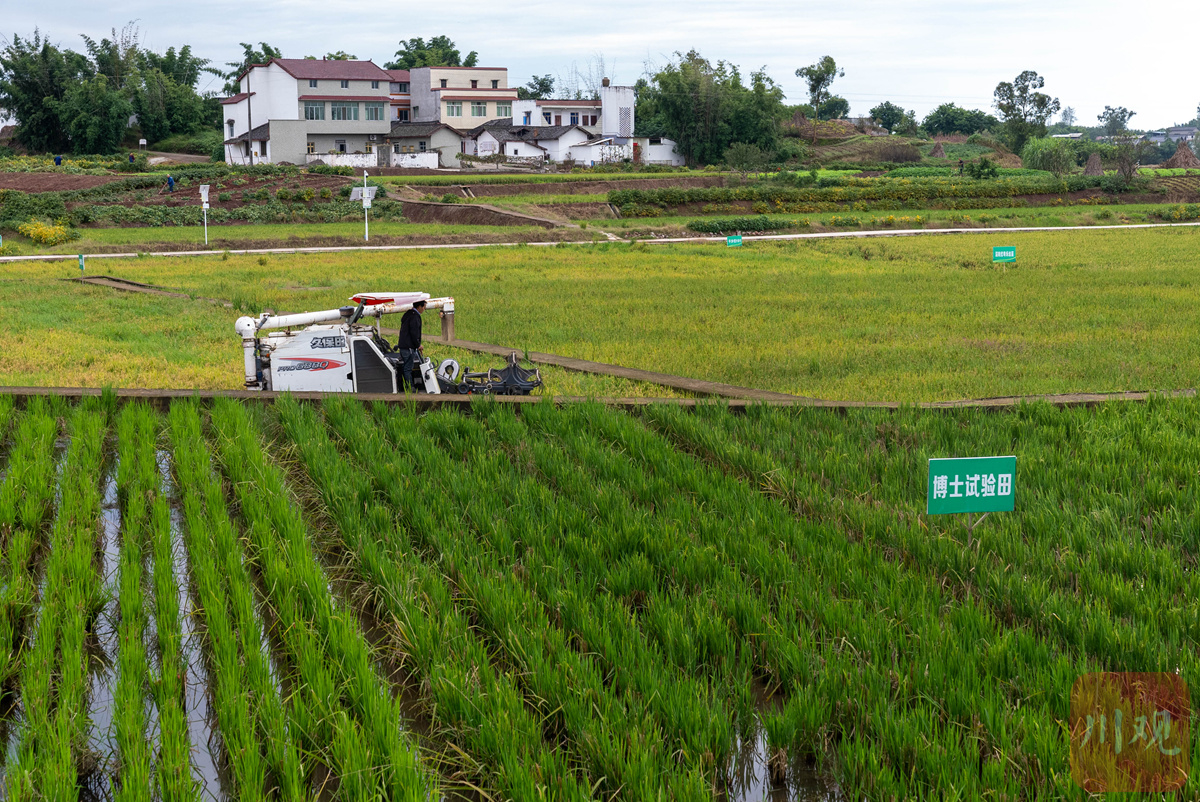 高质量发展调研行丨看富顺水稻高粱地里的“科技”与“狠活”|pg电子平台网站(图4)