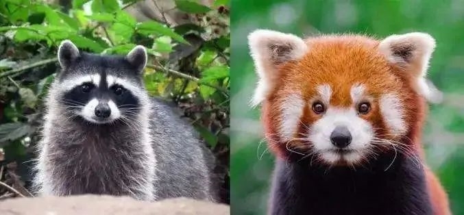 is Red Panda!_Center