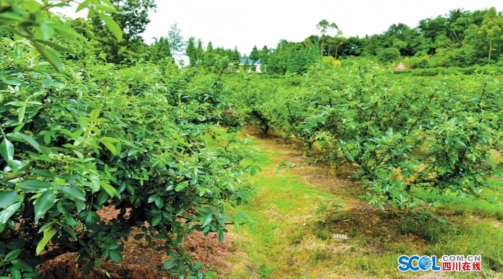 四川树苗种植基地