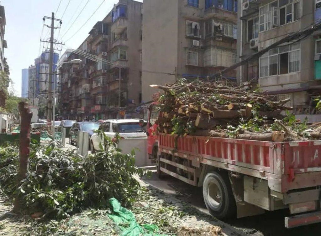 痛心！成都三百年桂花巷，桂花树全砍光