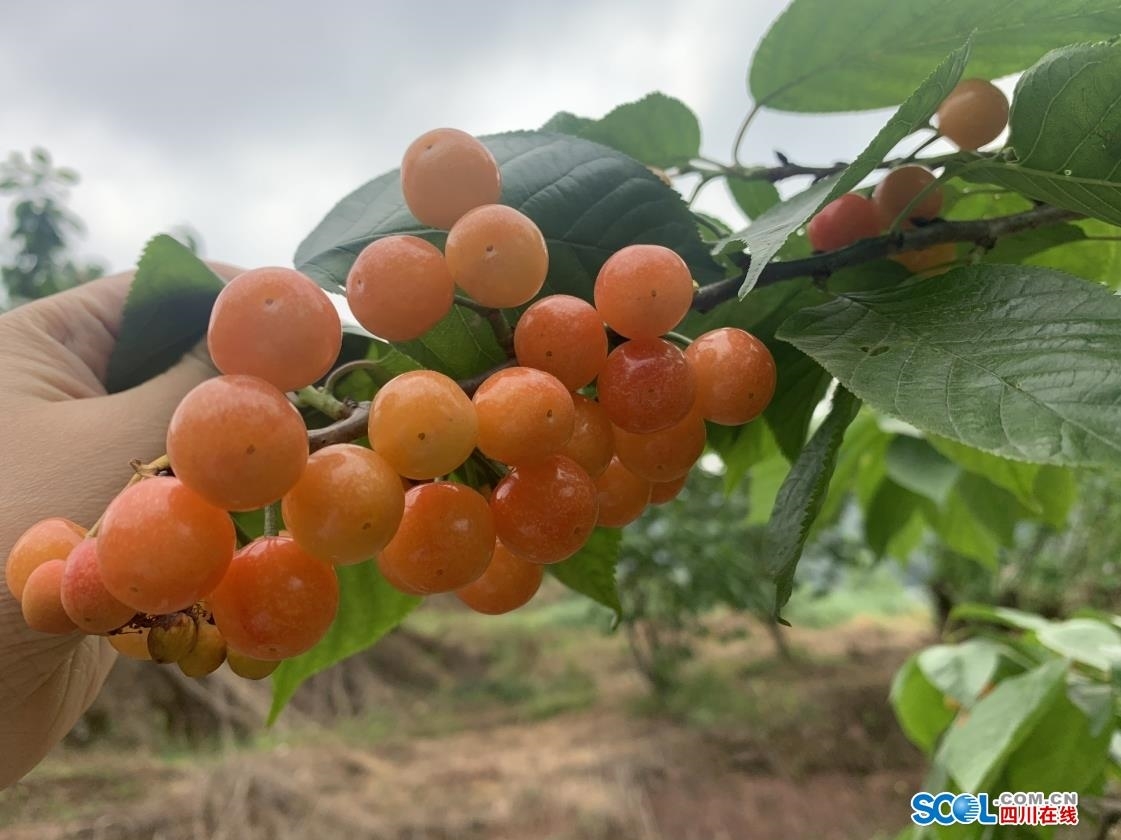 泸州方山樱桃图片
