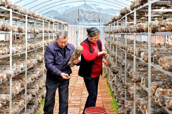 任珍魁和妻子陈朝卉在家门口香菇产业大棚里采摘香菇。程聪摄