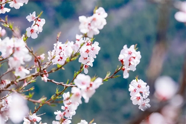 3月周末去哪儿赏花 四川发布22年首期花卉观赏信息 四川在线