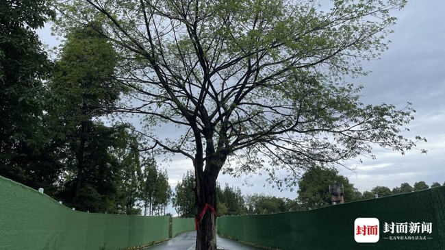 这棵黄葛树面子大，天府绿道为它改道|Kaiyun官方网(图10)