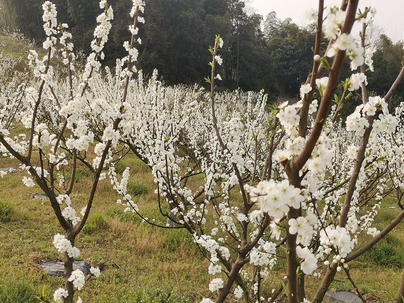 美景如画!富顺兜山500亩李花绽放