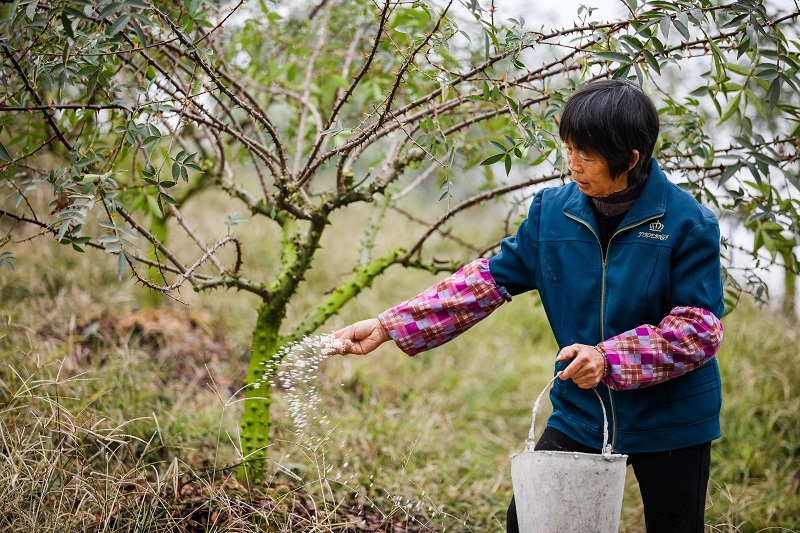 在永安镇云丰村花椒种植基地务工的贫困户.jpg