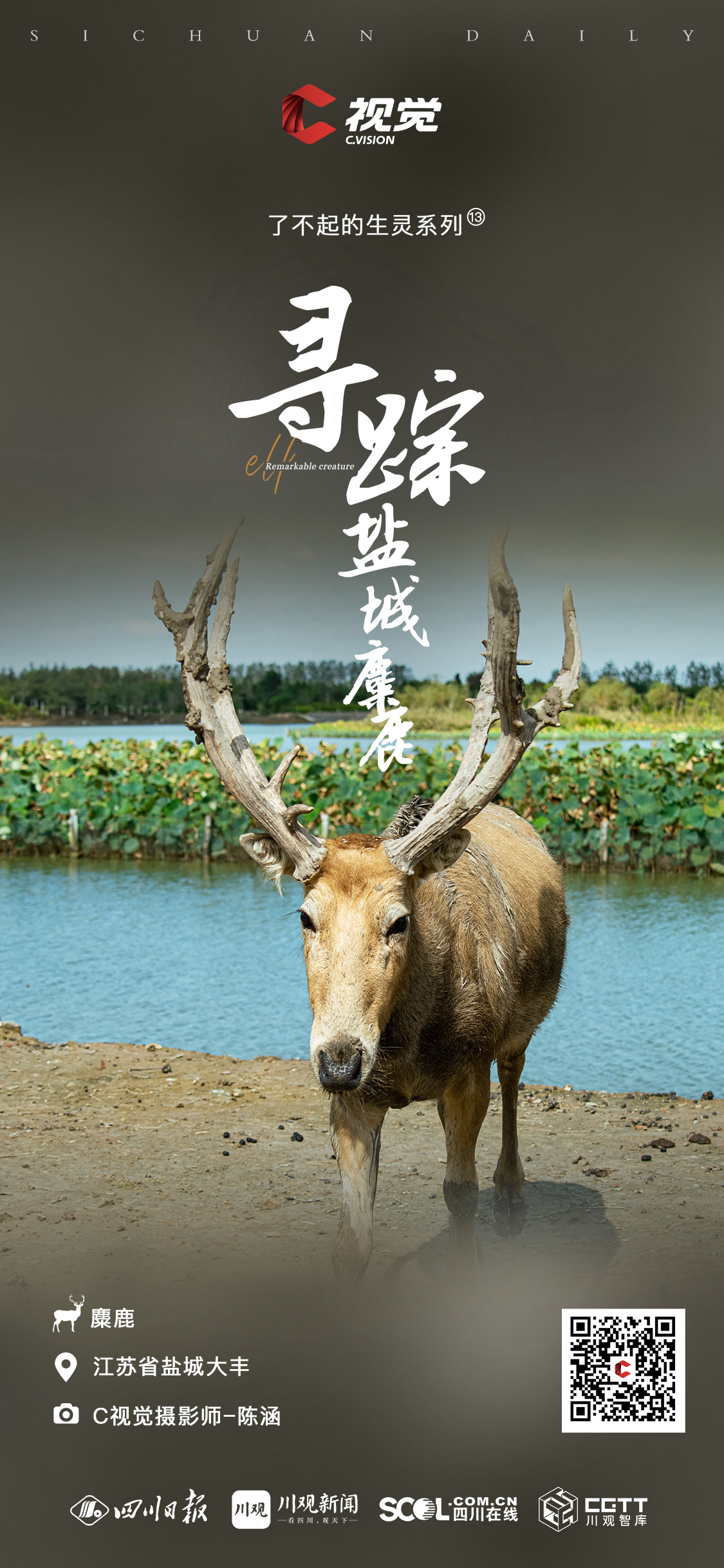 Kaiyun官方网：C视觉了不起的生灵⑬丨寻踪盐城麋鹿(图9)