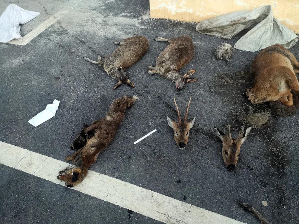 德格警方破获2起非法猎杀野生动物案件,涉案价值高达70余万元