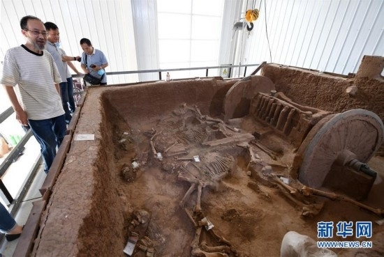 （文化）（4）陕西保护复原2800年前西周青铜轮牙马车