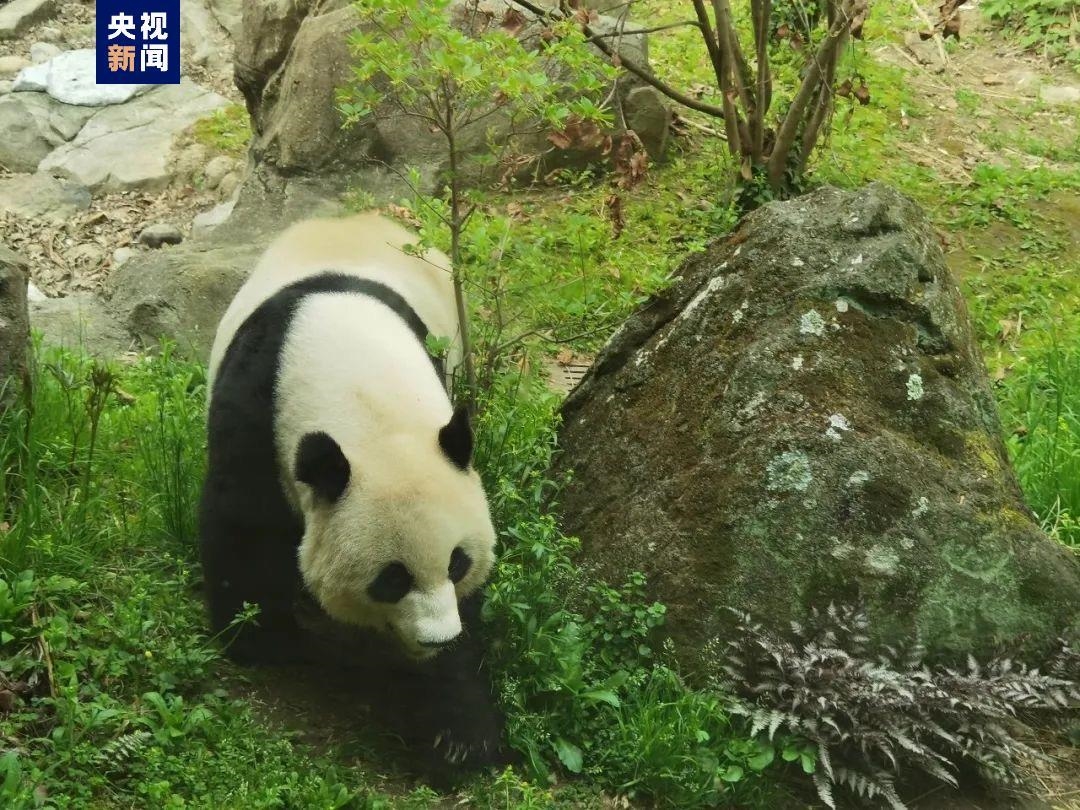 旅美熊猫即将回国 “熊猫外交”至此终结？ – 博讯新闻网