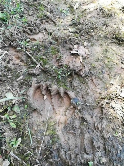 猪獾的脚印图片