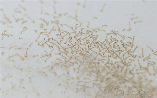 5%的蔗糖水喂养成蚊处于幼虫阶段的蚊子科研人员将蚊蛹从幼虫中选出