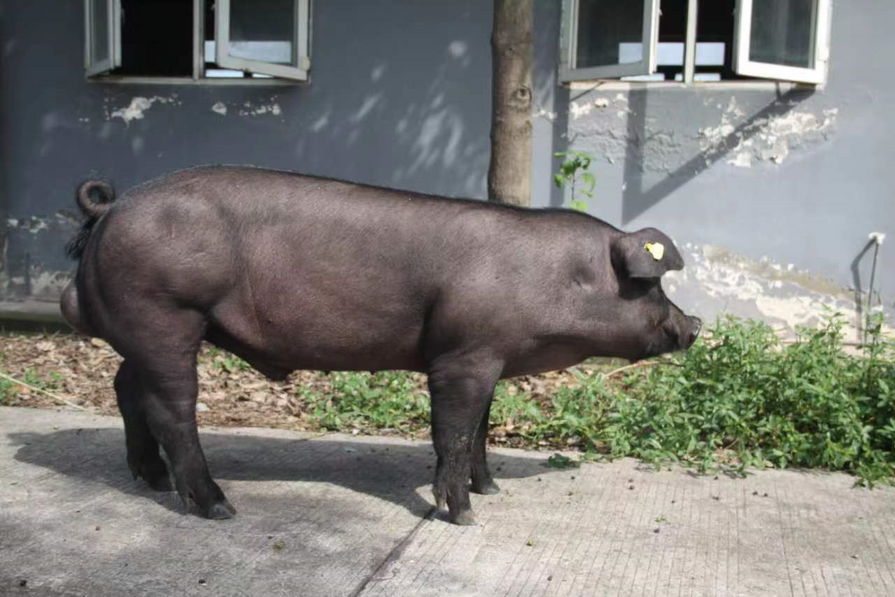 Black hog, Pig, Fat, Muzzle HD wallpaper | Wallpaper Flare