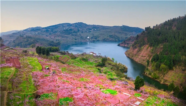 簡陽東來桃源,金堂小云頂,龍泉桃花故里,新津紅石涵養溼地公園 梨花