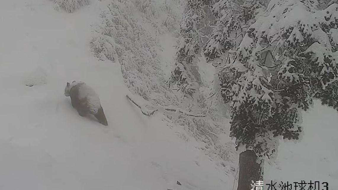 四川崇州：野生大熊猫雪地漫步
