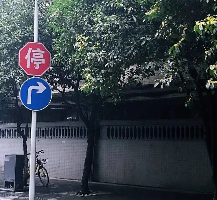 痛心！成都三百年桂花巷，桂花树全砍光
