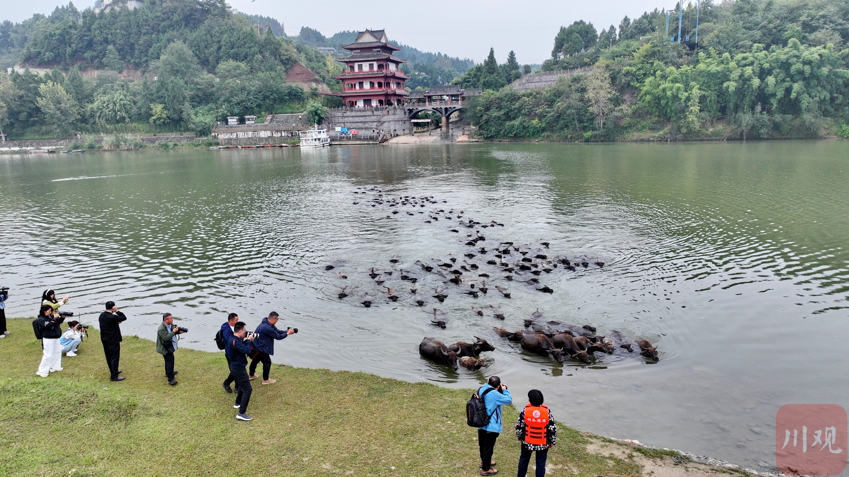 泛亚电竞：图集丨南充蓬安：百牛渡江趟出乡村振兴路(图2)