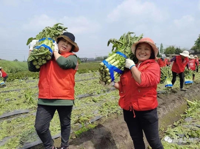 ‘kaiyun官方注册’蓉我沪你 成都彭州100吨爱心蔬菜运往上海(图1)