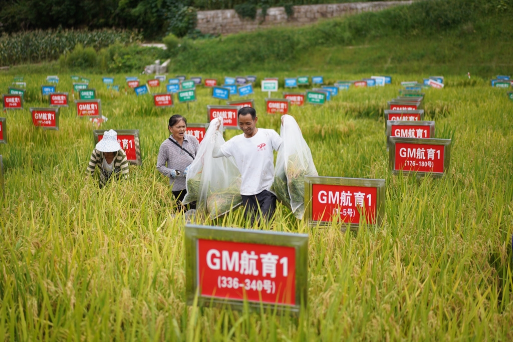 广元太空水稻王家贡米第二次品种选育获丰收
